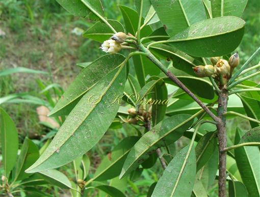   Leaves